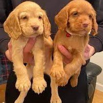 Buy Male Cocker Spaniel Puppy from Bangalore